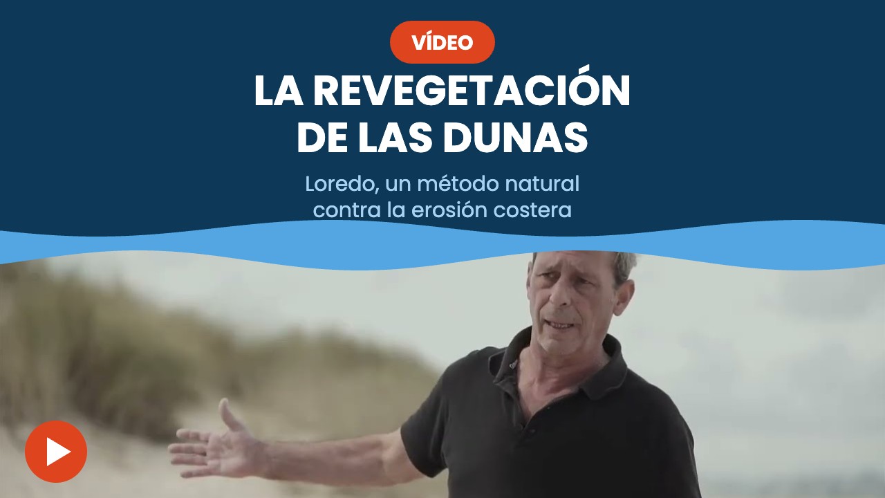 La revegetación de las dunas – vídeo